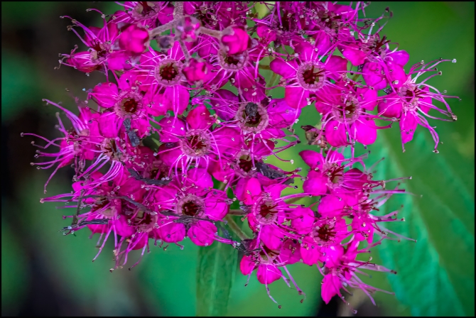 macrophotographyagain-3-of-8