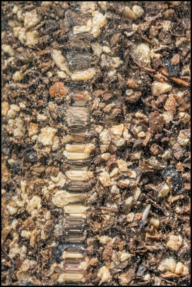 macrophotographyagain-4-of-8