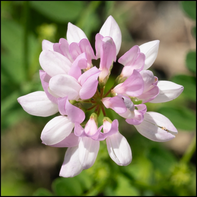 macrophotographyagain-5-of-8