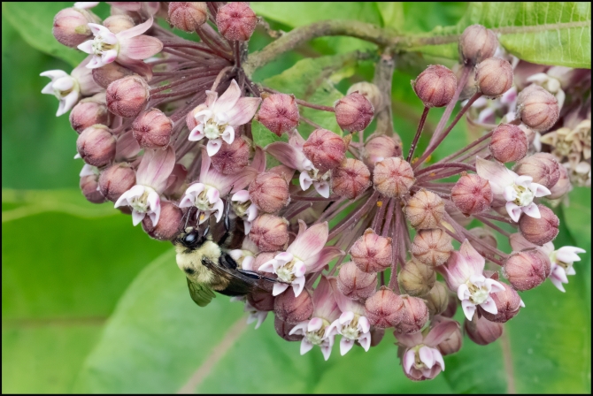 macrophotographyagain-6-of-8