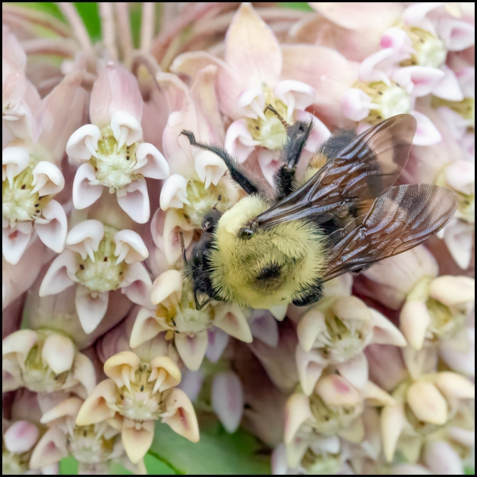 macrophotographyagain-7-of-8