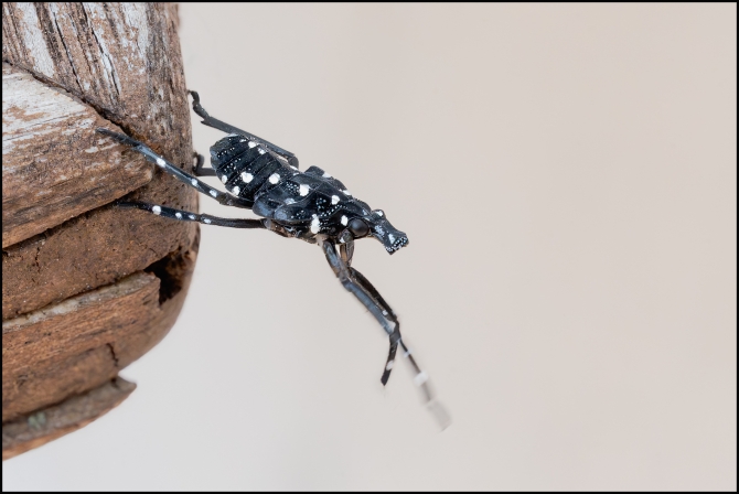spottenlanternflynymph-1-of-6