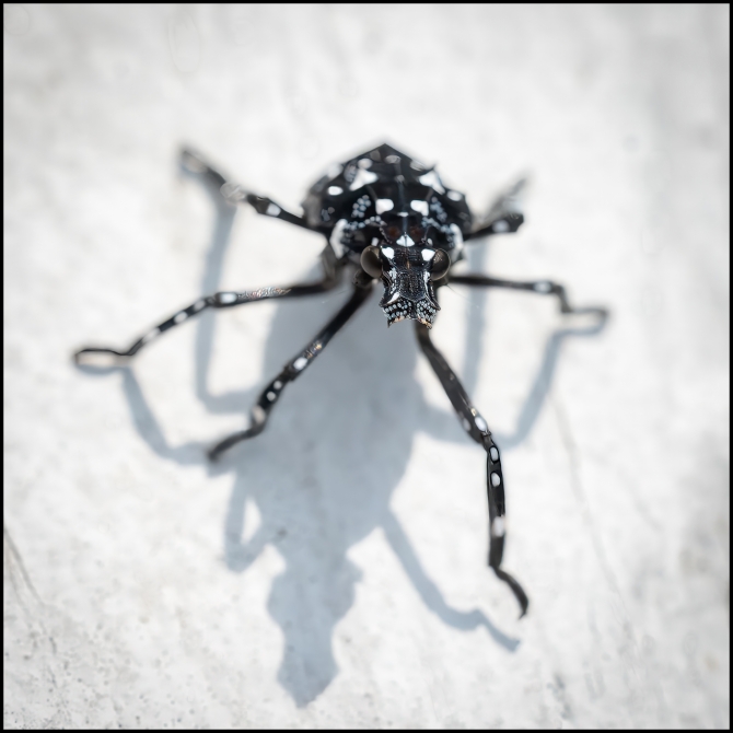 spottenlanternflynymph-2-of-6