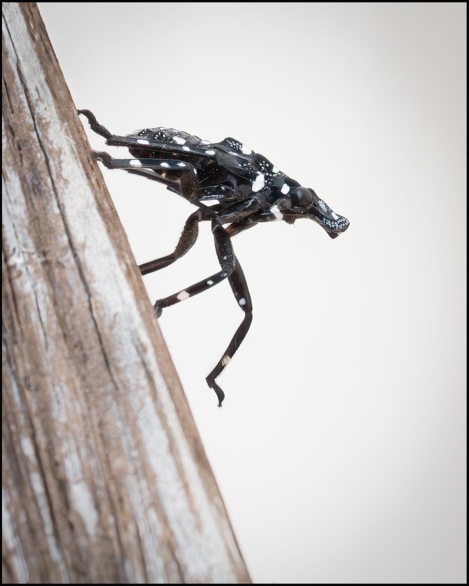 spottenlanternflynymph-3-of-6
