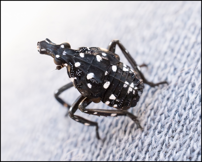 spottenlanternflynymph-4-of-6
