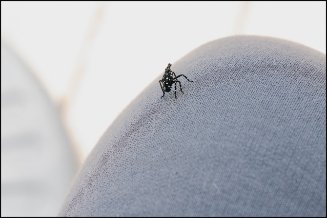 spottenlanternflynymph-5-of-6