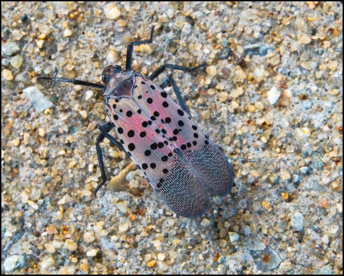 spottenlanternflynymph-6-of-6