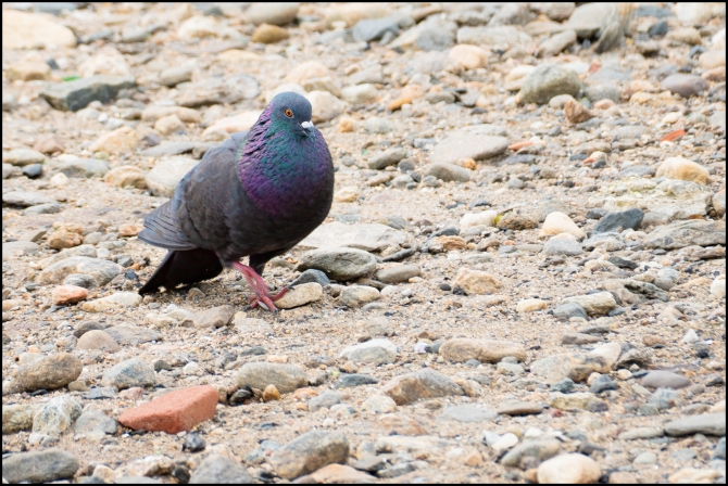 unsuccessfulmate-1-of-2