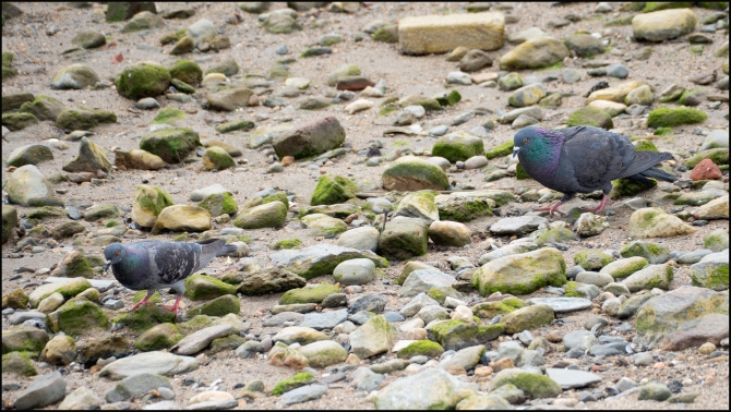 unsuccessfulmate-2-of-2