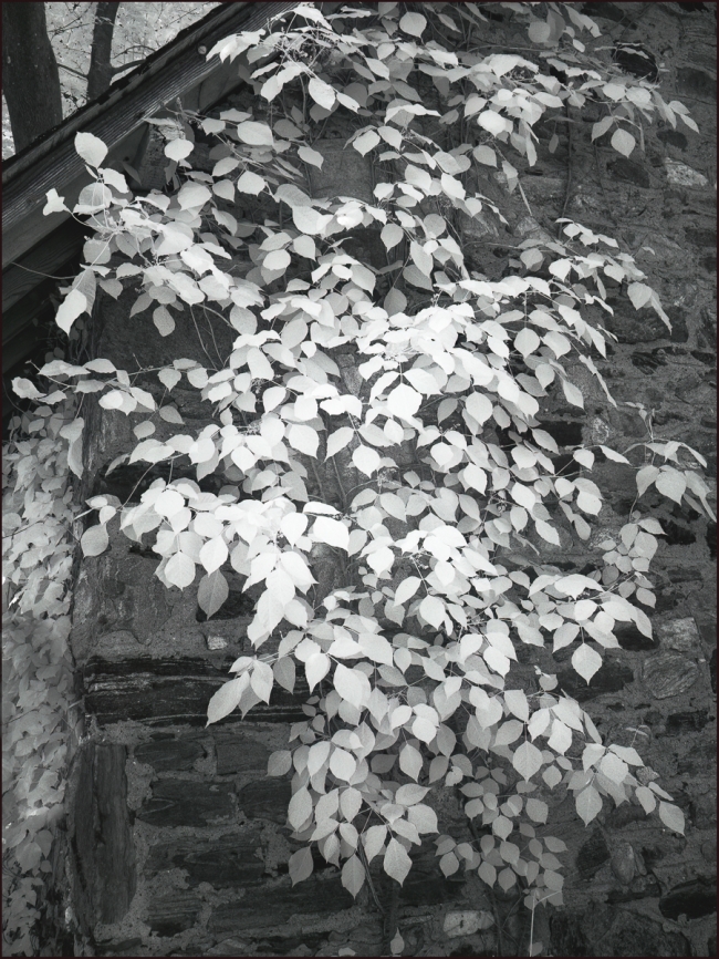 Leaves on a Stone Building, Briarcliff Manor, May 2023