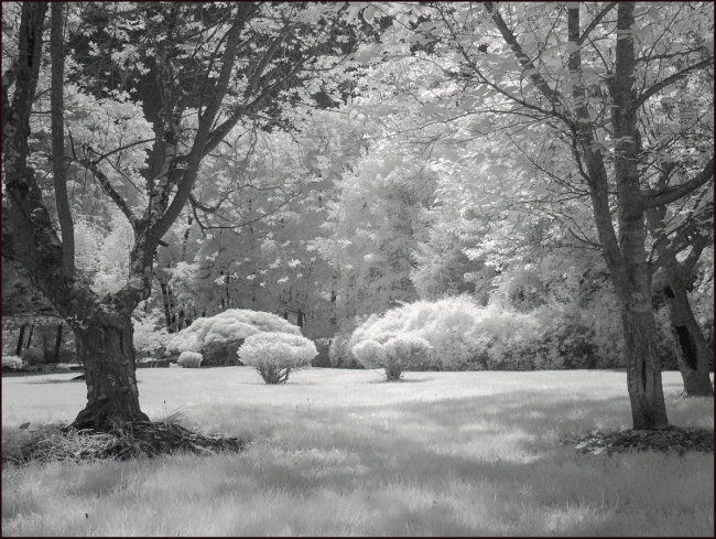 Trees on Central Drive, Briarcliff Manor, May 2023