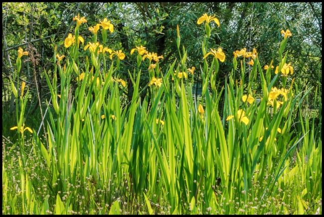 crotonlandingyellowiris-1