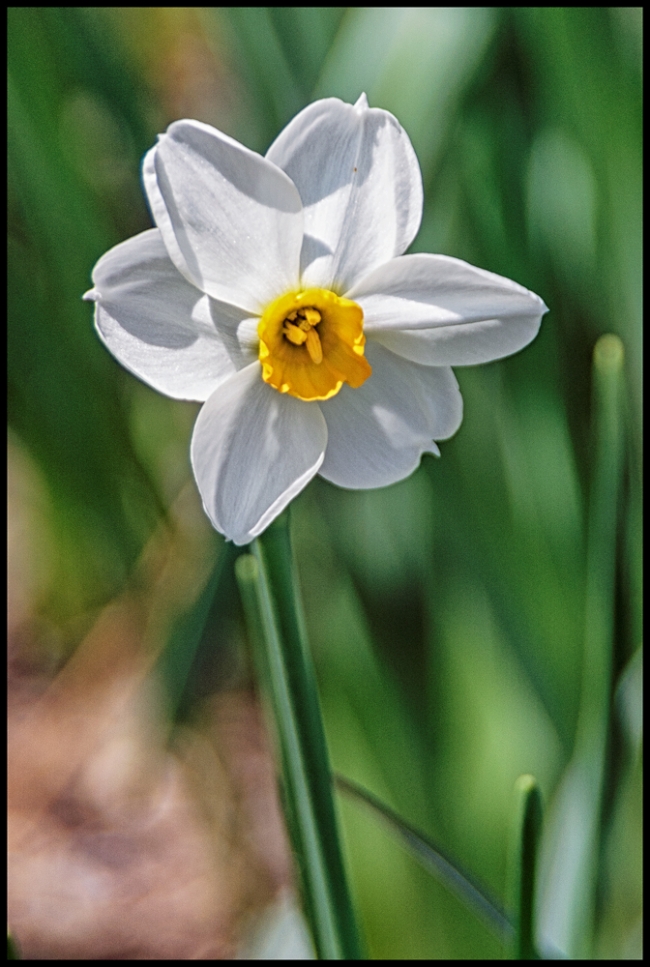 inourgardendaffodil-1