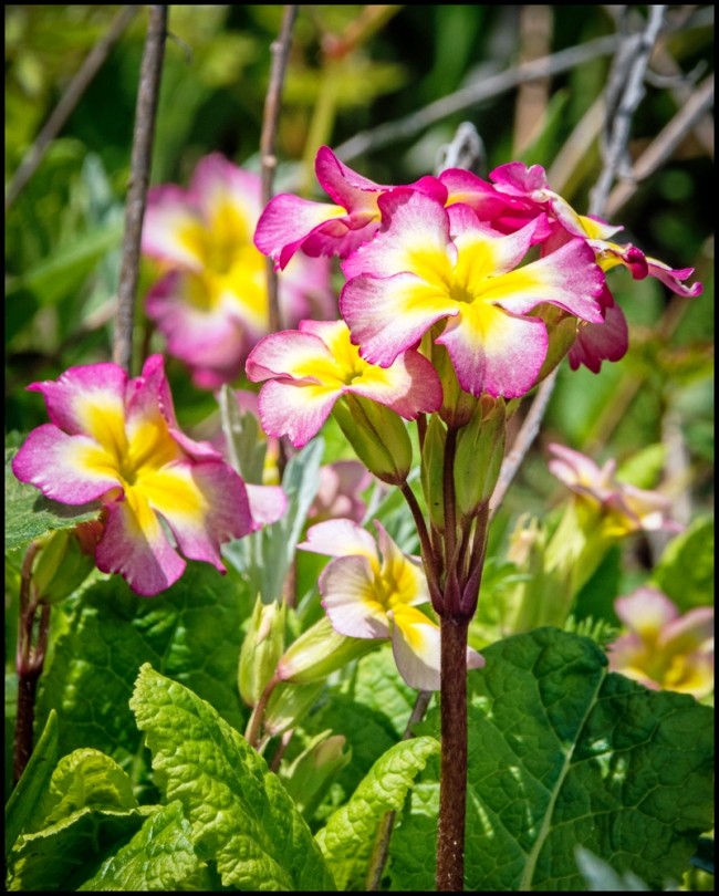 inourgardenprimrose-1