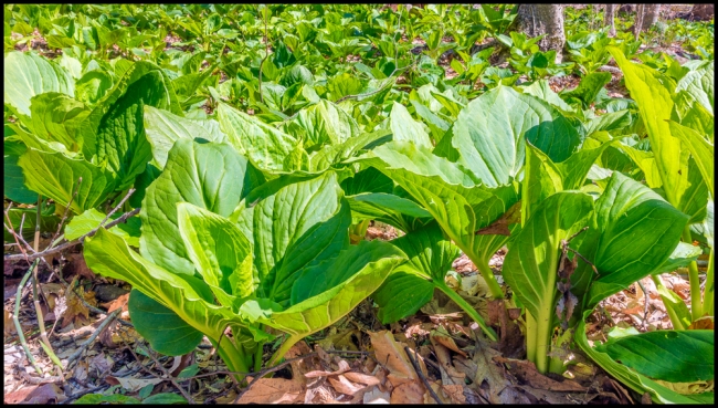 rockefellerskunkcabbage-1