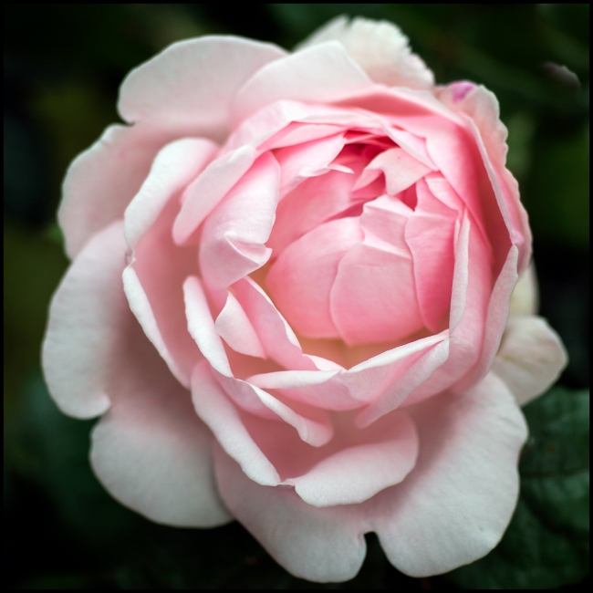 DavidAustinEglantyne-1-of-1