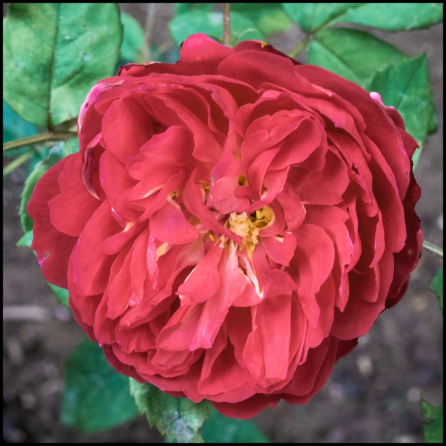 benjaminbritten-1-of-1