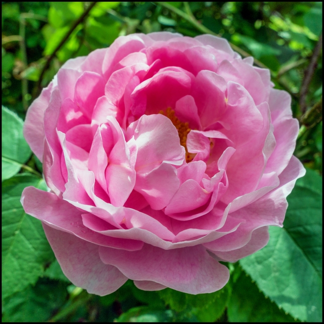 davidaustinconstancespry-1-of-1