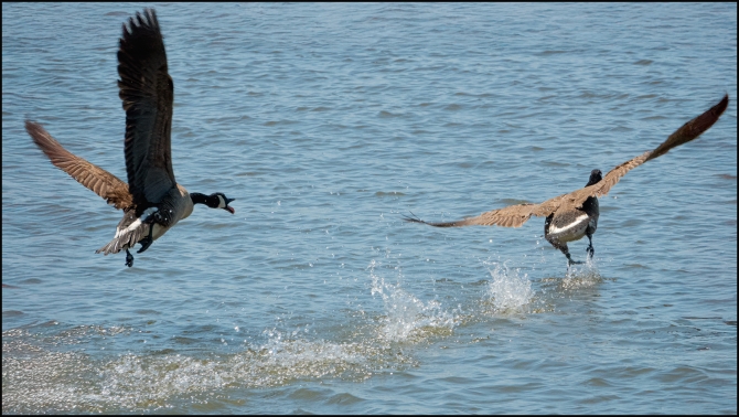 geeseinaction-1-of-3