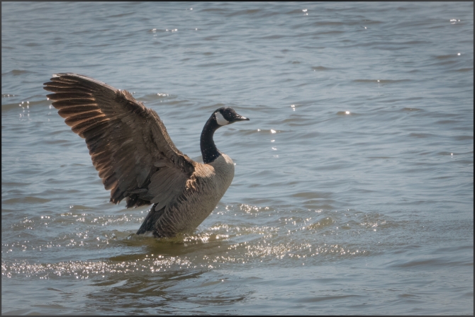 geeseinaction-2-of-3