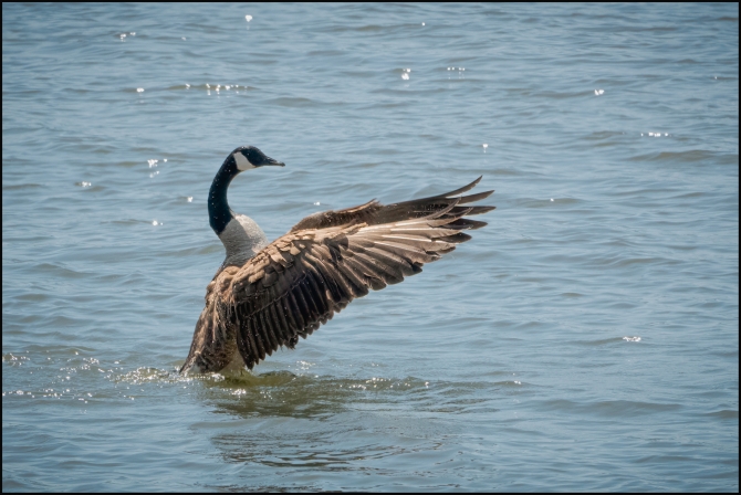 geeseinaction-3-of-3