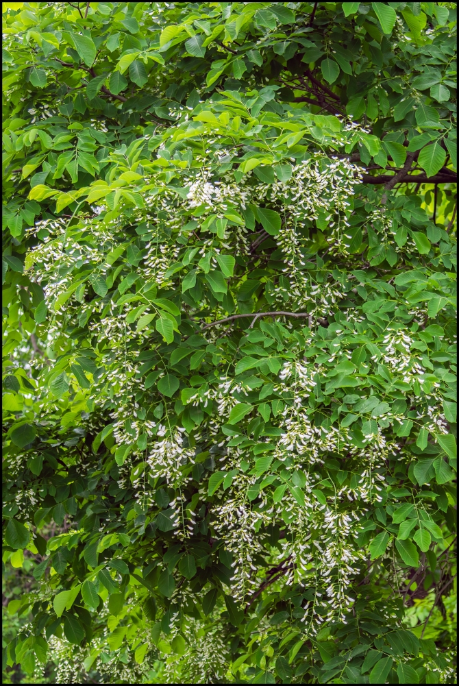 shortwalkalongOCA-3-of-9