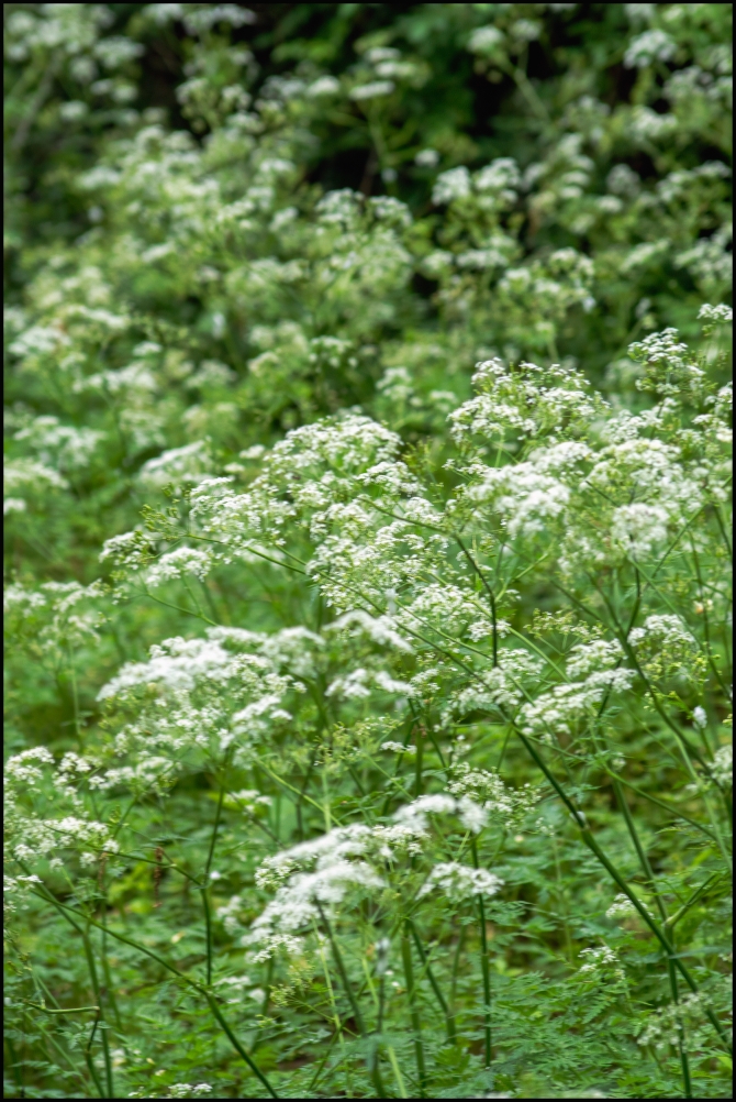 shortwalkalongOCA-4-of-9