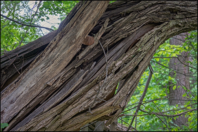 shortwalkalongOCA-5-of-9