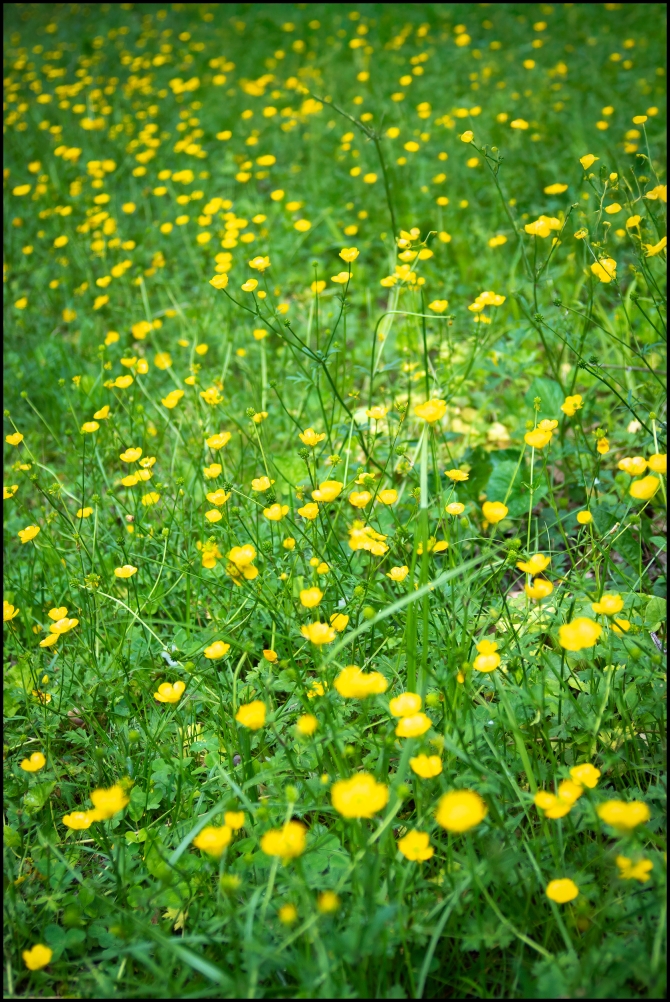 shortwalkalongOCA-7-of-9