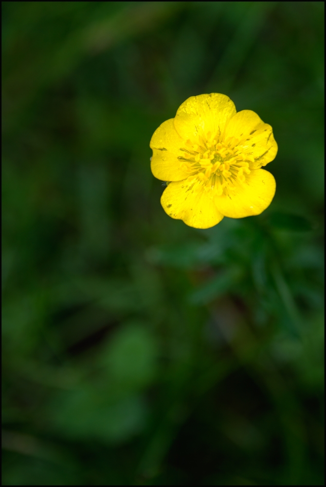 shortwalkalongOCA-8-of-9