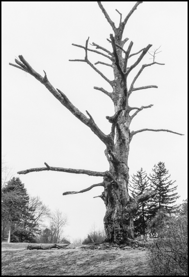 anotherdeadtree-1
