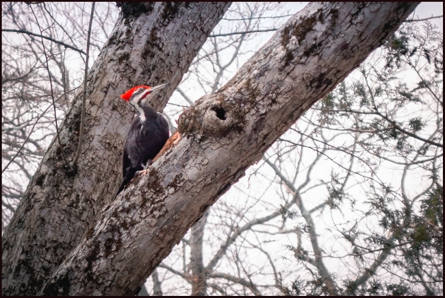 pileatedwoodpecker-1