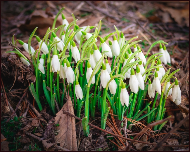 snowdrops-1