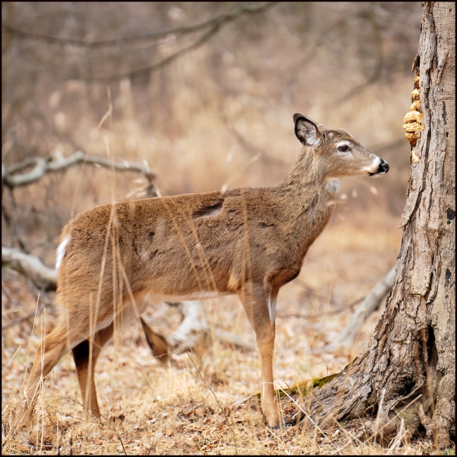 deerareback-6