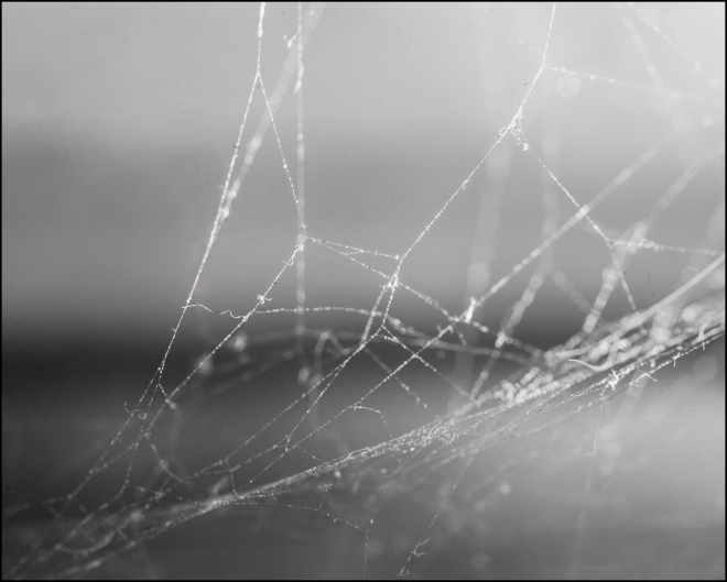 spiderweb-1-of-1