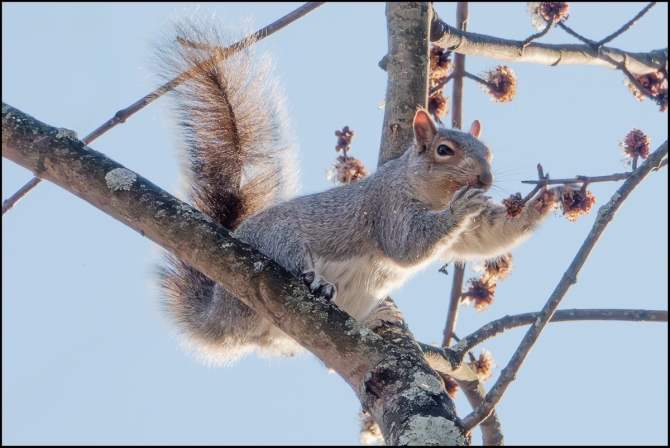 squirrel-1-of-4