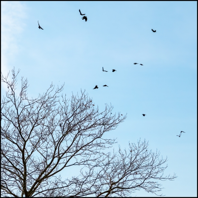 tohalseypondandbackbirdsatossiningstation-1-of-1