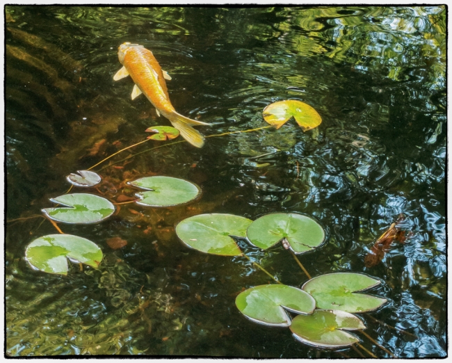 dutchesscountyfairfishpond-1