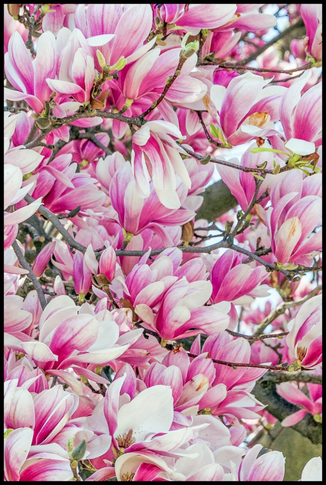 walkaroungossiningmagnolia-1