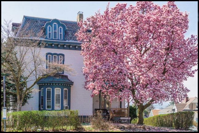 walkaroungossiningmagnolia-2