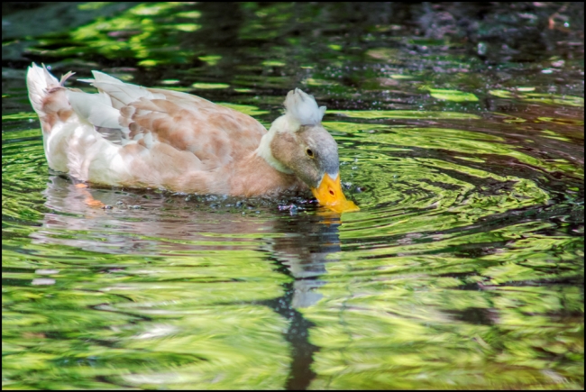 birdphotography1-4-of-7