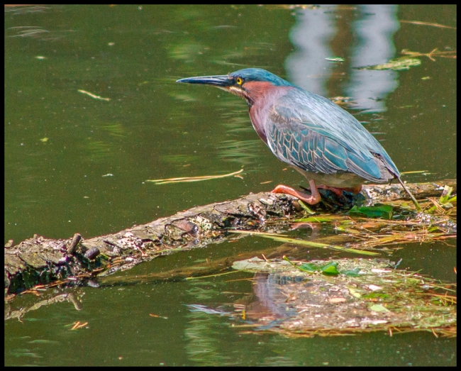 greenheron-1-of-1