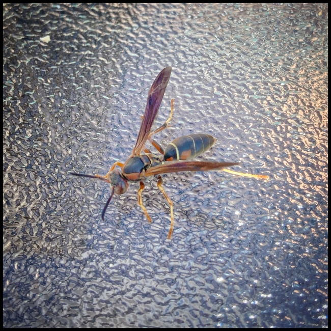 awalkaroundbriarcliffpatio-3