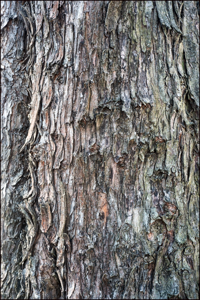 awalkaroundbriarclifftreebark-1