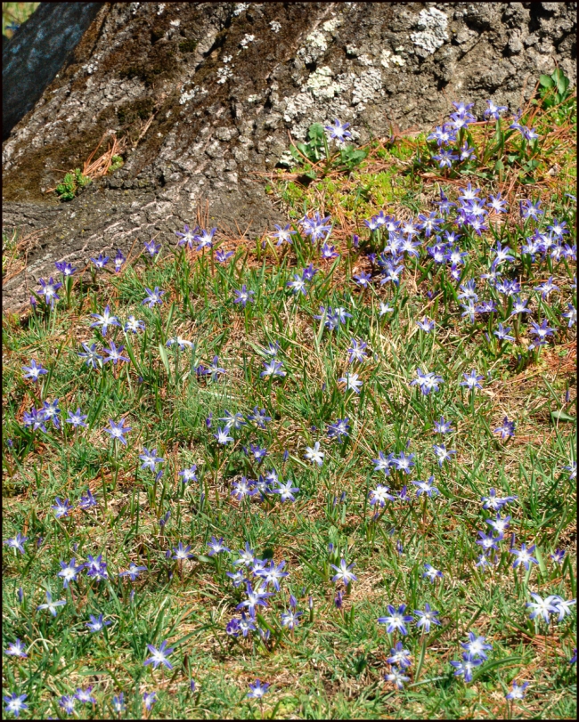 springflowers-2