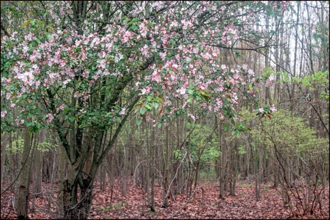 blossomsinthewoods-1