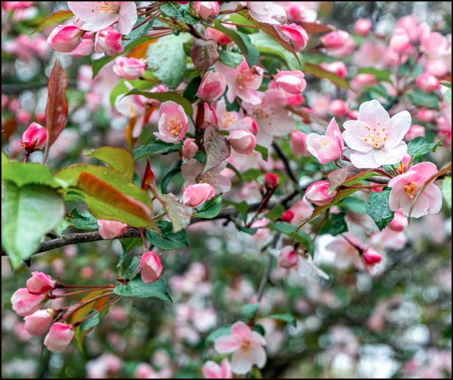 blossomsinthewoods-2