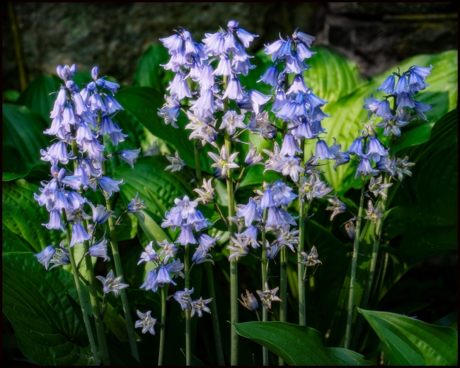 bluebells-1