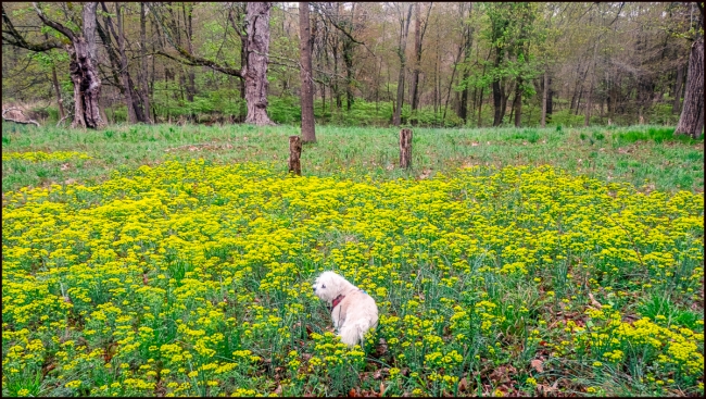 harleyinyellowflowers-1