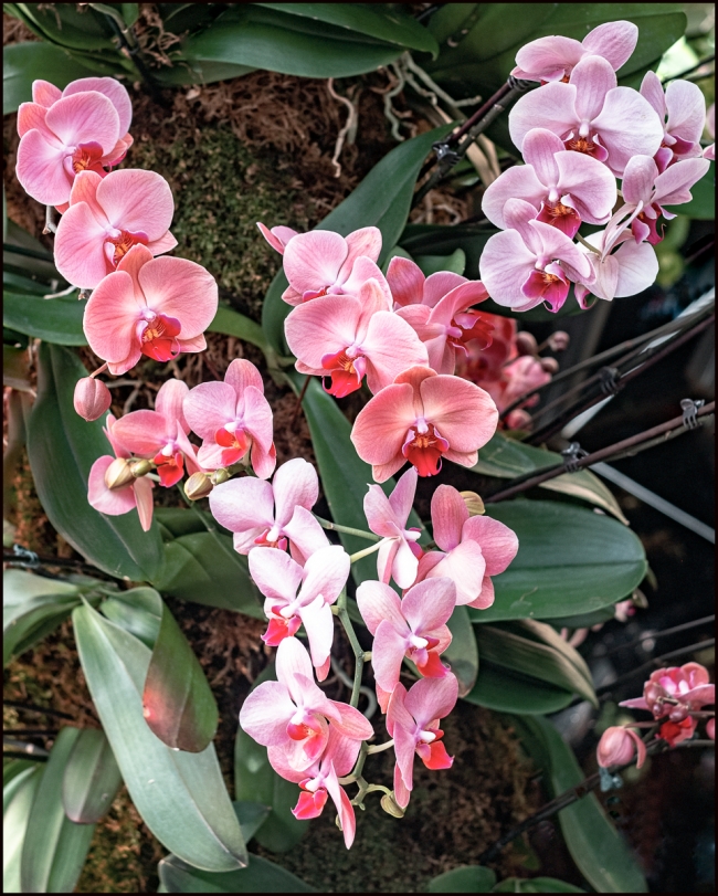 orchidshow-1